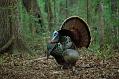 Osceola Gobler Strutting